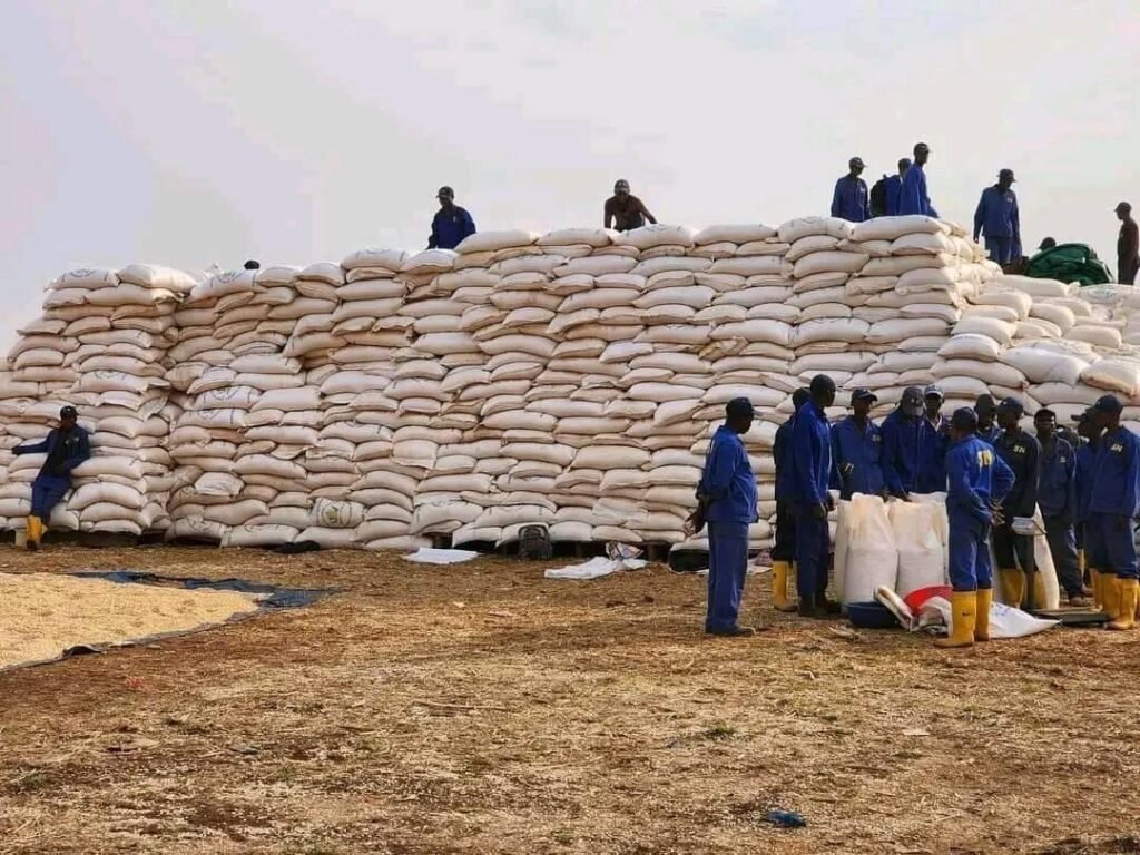 Lancement de la Récolte de Maïs pour 2023-2024 au Centre Félix-Antoine Tshisekedi de Kasese