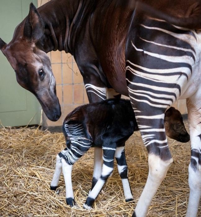 L'Okapi, Espèce Rare et Endémique à la RDC, Menacée d'Extinction